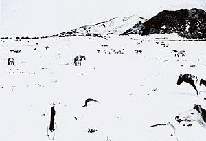 Gilles Aillaud, Bordas