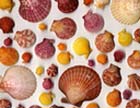 coquillages de Venise